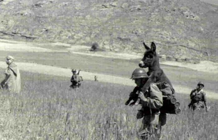 Soldier Rescues Starving Donkey; Meet ‘Bambi’ The Mascot, Algerian War 1958