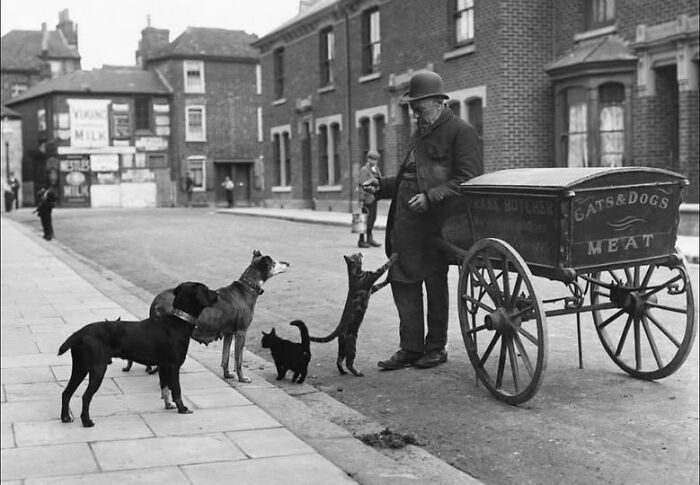 Cat and Dog Meat Seller in London 1890s: What Even?