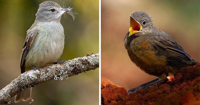 Brazil’s Birds Look Like They Popped Out of a Color Explosion!