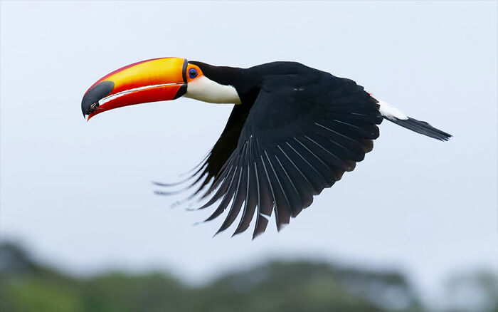 The Toco Toucan: Beak Goals