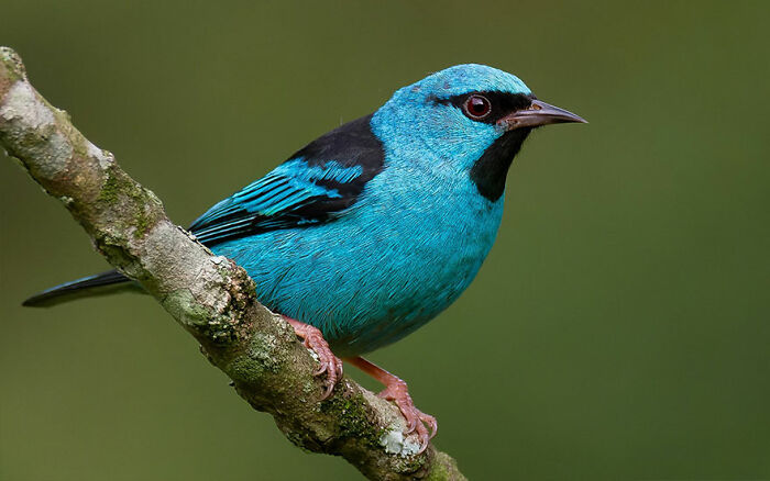Blue Dacnis: The Little Blue Wonder