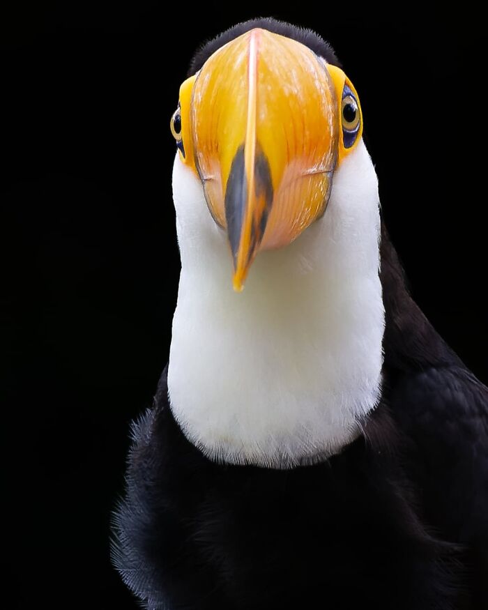 Toco Toucan: The Beak That Stole the Show