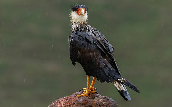 Crested Caracara: The Feathered Punk