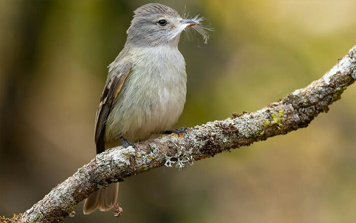 Southern Beardless Tyrannulet: The No-Mustache Mystery