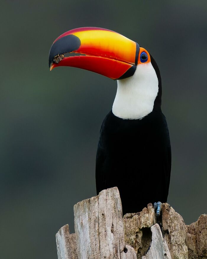 Toco Toucan: The Beak’s Big Encore