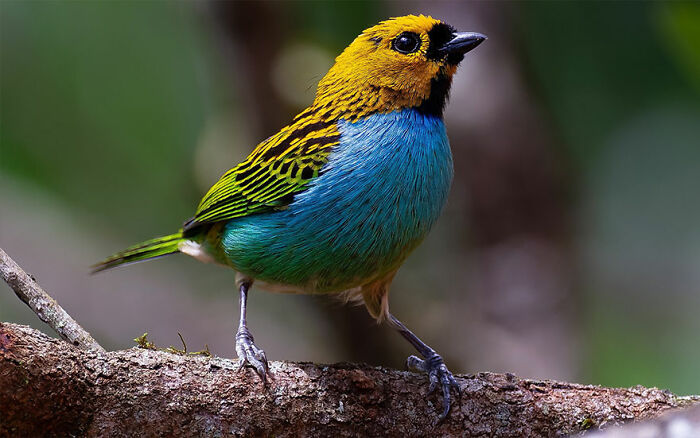Gilt-Edged Tanager: The Golden Glimmer