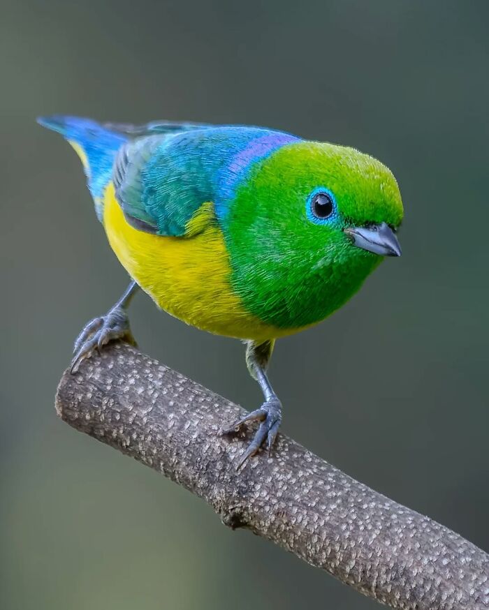 Blue-Naped Chlorophonia: The Blue Hood