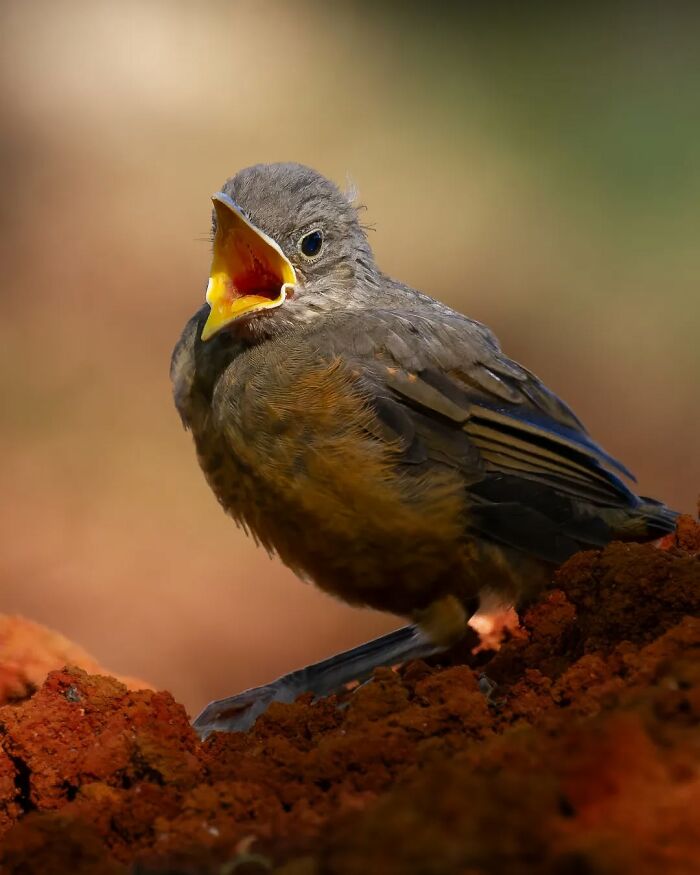 Rufous-Bellied Thrush: The Forest Singer