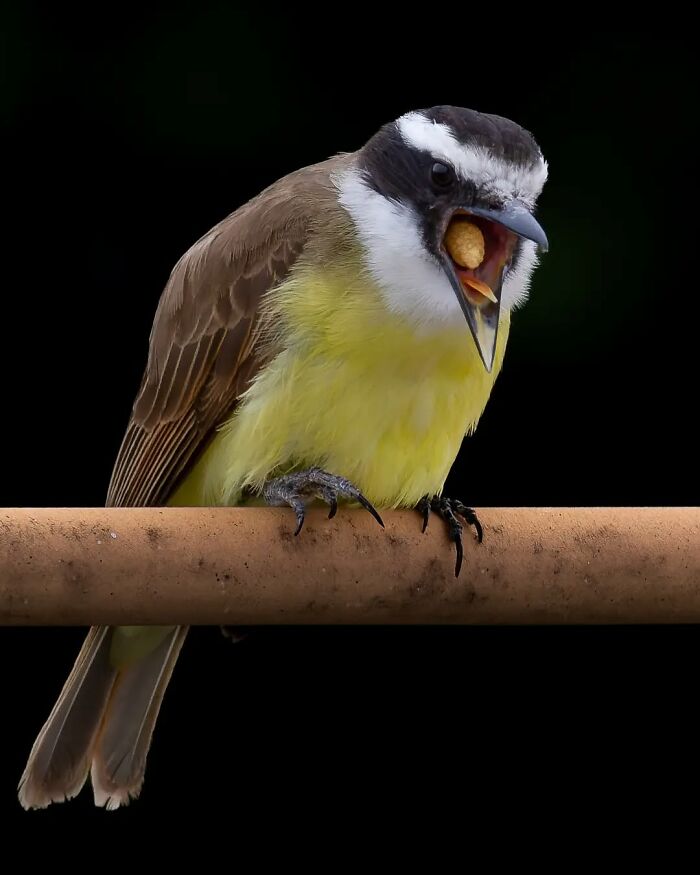 Great Kiskadee: The Bold Looker
