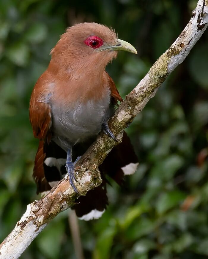Squirrel Cuckoo: The Feathered Slinky