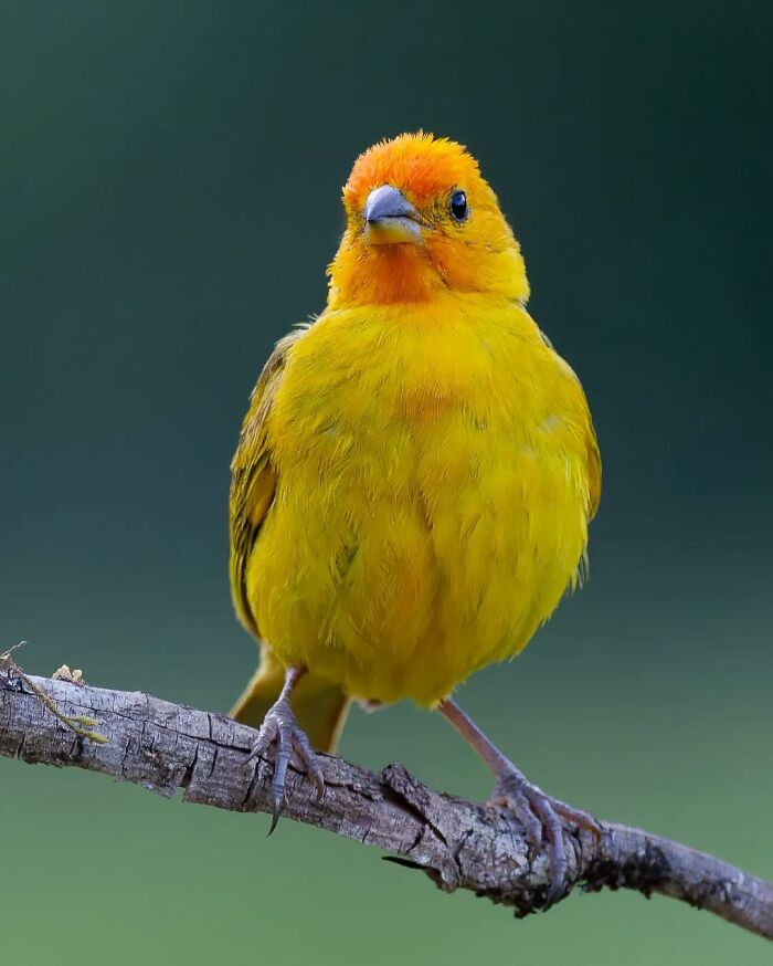 Saffron Finch: The Little Sunshine