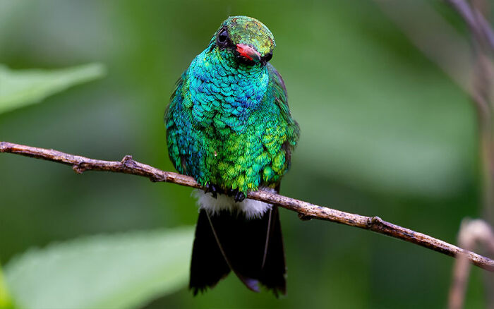 Glittering-Bellied Emerald: Sparkle Take Two