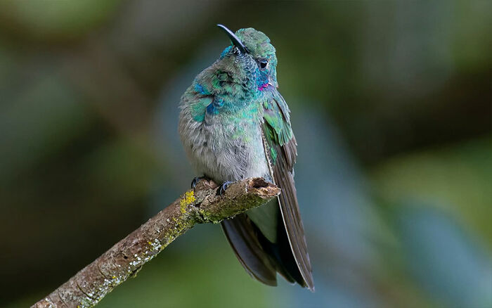 White-Vented Violetear: The Purple Flash