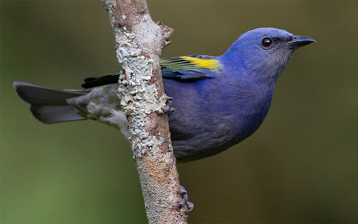 Golden-Chevroned Tanager: The Gold Digger