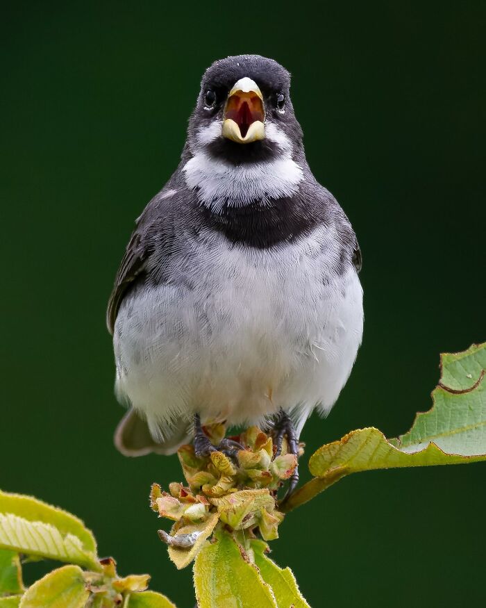 Double-Collared Seedeater: The Stylish Seed Eater