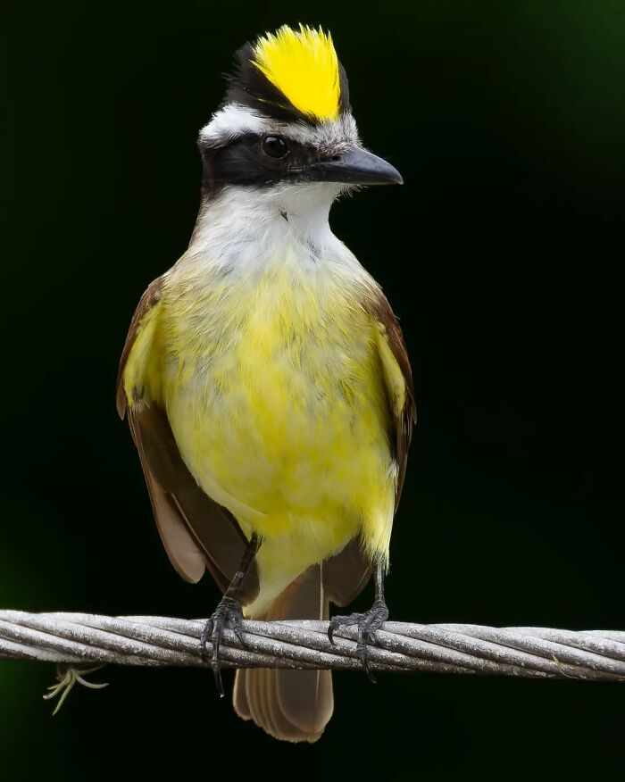 Great Kiskadee: The Flashy Stripes