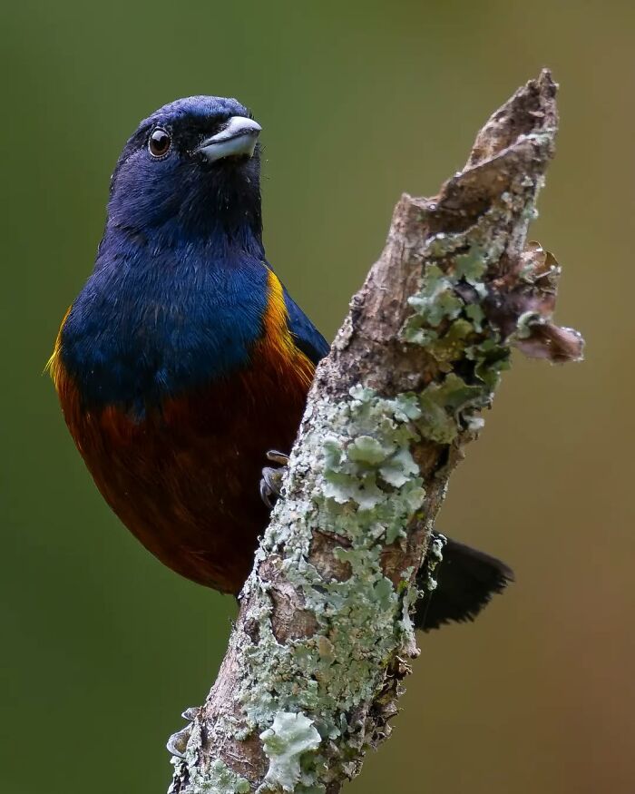 Chestnut-Bellied Euphonia: Sweet & Chestnut-y