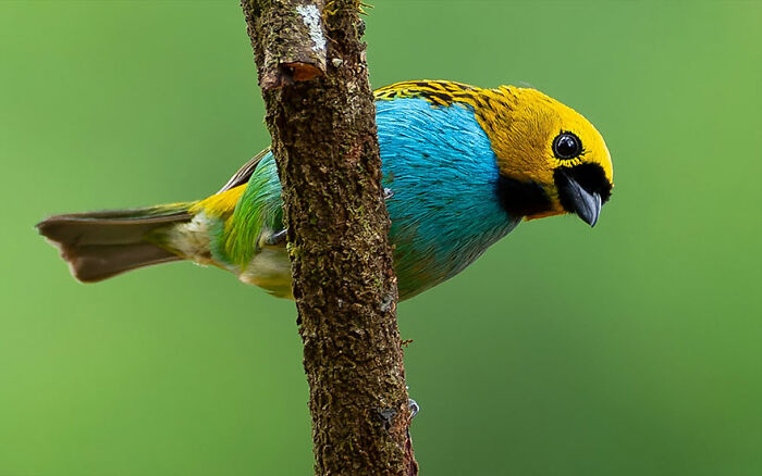 Gilt-Edged Tanager: Gold-Trimmed Elegance
