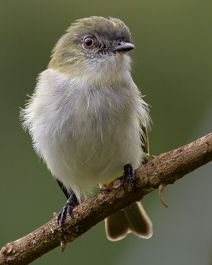 Gray-Headed Elaenia: The Mysterious Look