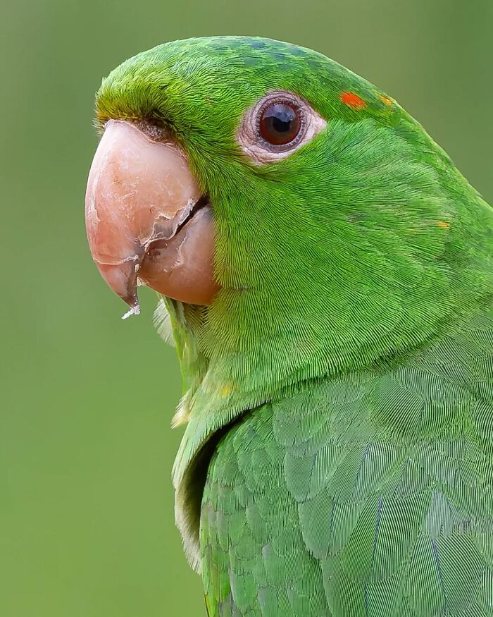White-Eyed Parakeet: The Bright Gazer