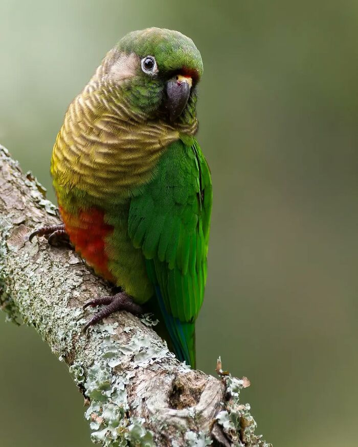 Maroon-Bellied Parakeet: The Burgundy Babe