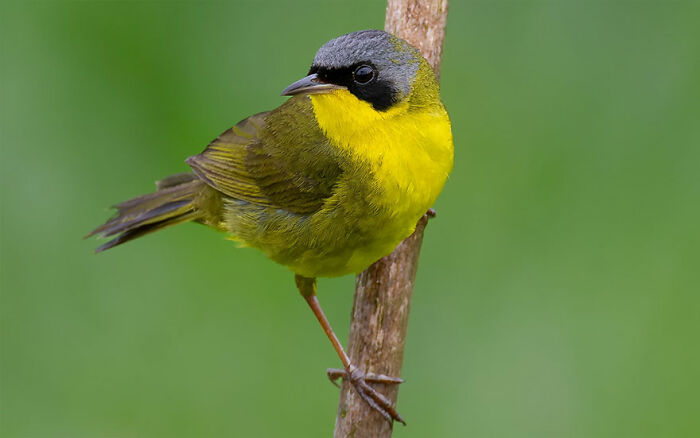 Masked Yellowthroat: The Feathered Bandit