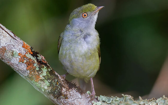 Pin-Tailed Manakin: The Tail of Tales
