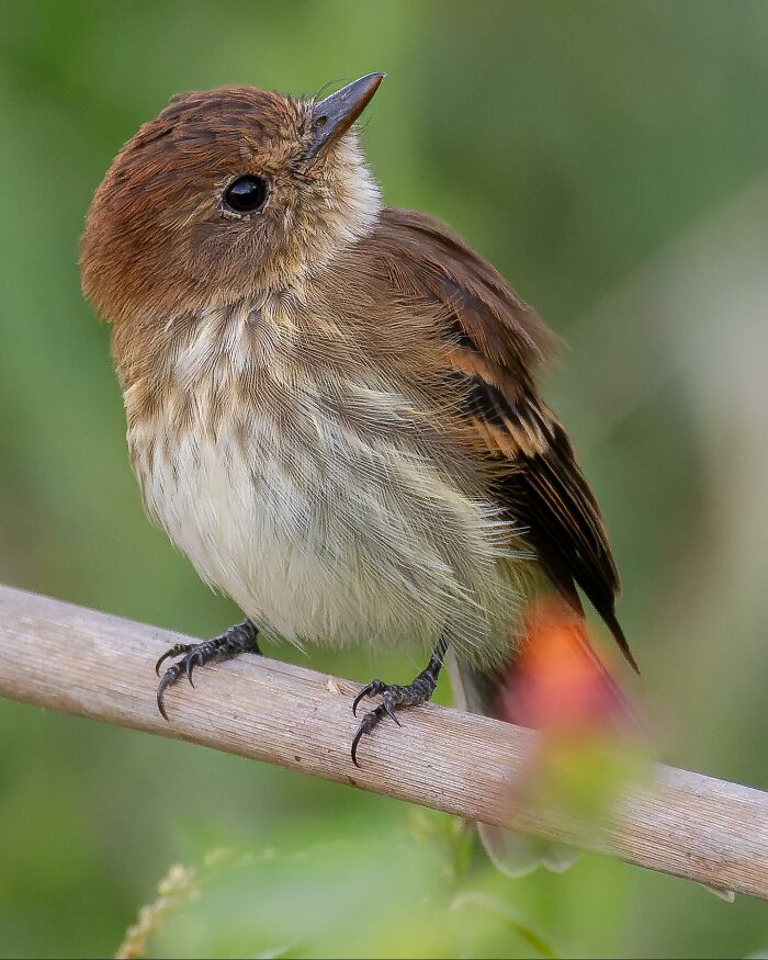 Bran-Colored Flycatcher: The Subtle Ninja