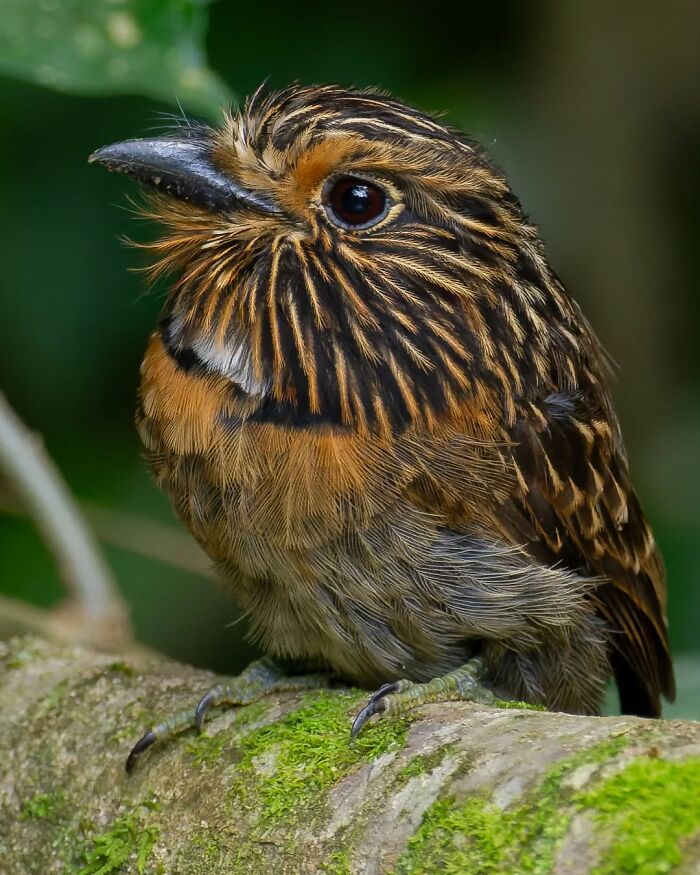 Crescent-Chested Puffbird: The Puffy Treasure
