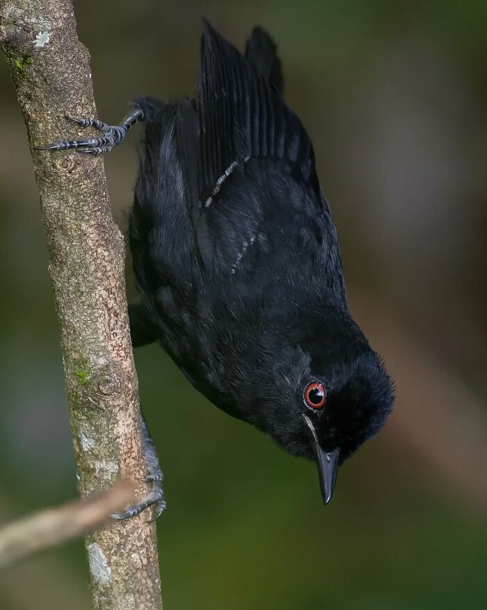 White-Shouldered Fire-Eye: The Fierce Look