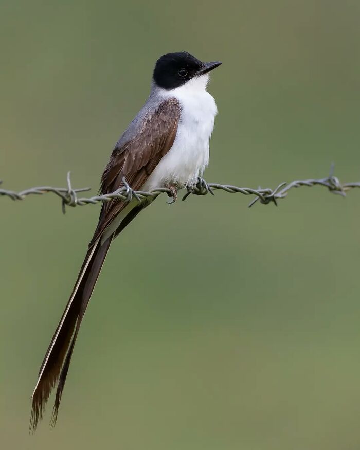 Fork-Tailed Flycatcher: The Tail That Wags