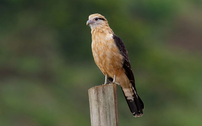 Yellow-Headed Caracara: The Sunny Helmet
