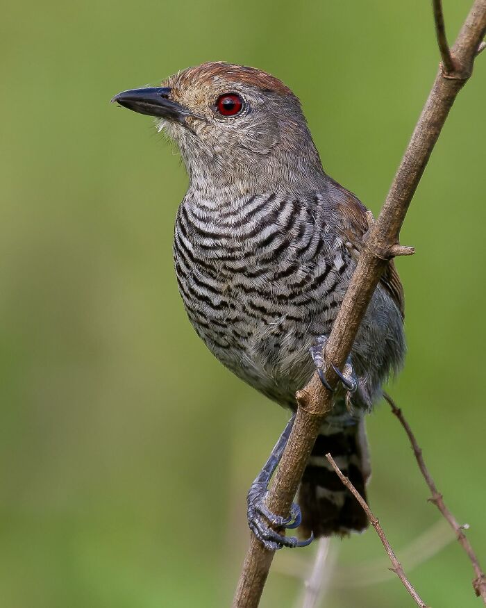Rufous-Capped Antshrike: The Little Caped Crusader
