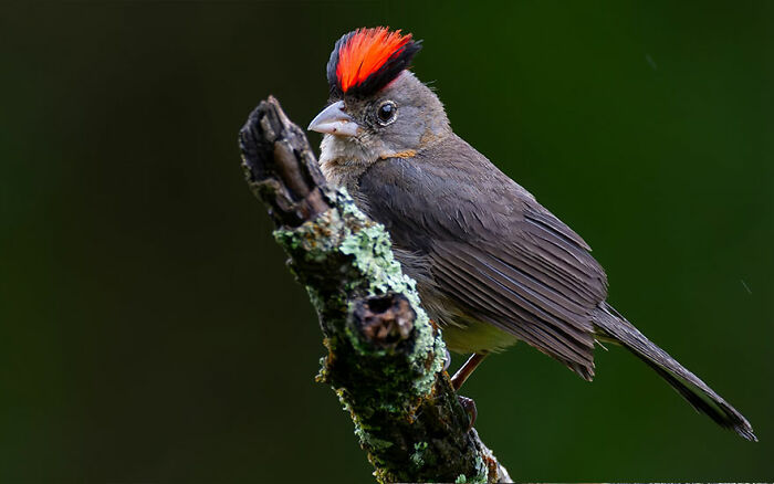 Grey Pileated Finch: The Calm Charmer