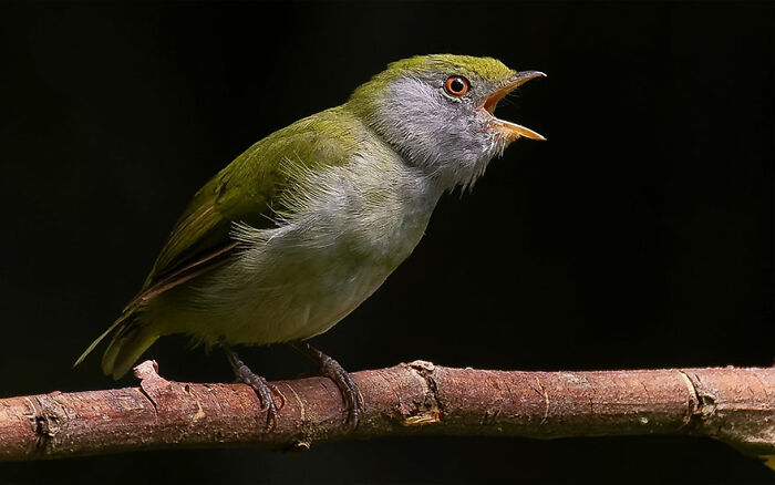 Pin-Tailed Manakin: The Long Tail Strut