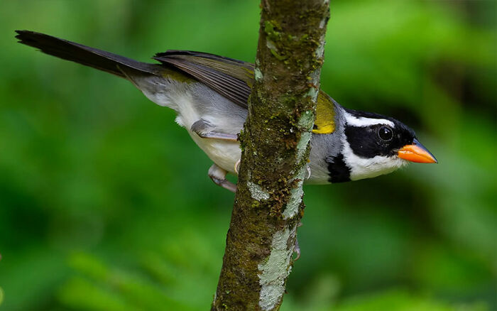 Saffron-Billed Sparrow: The Flashy Beak