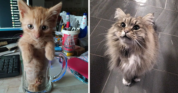 Wait Till You See These Adorable Pets That Won Our Hearts!