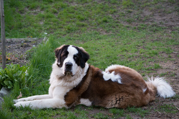 Aspen: The Gentle Giant Who’s Forever Missed