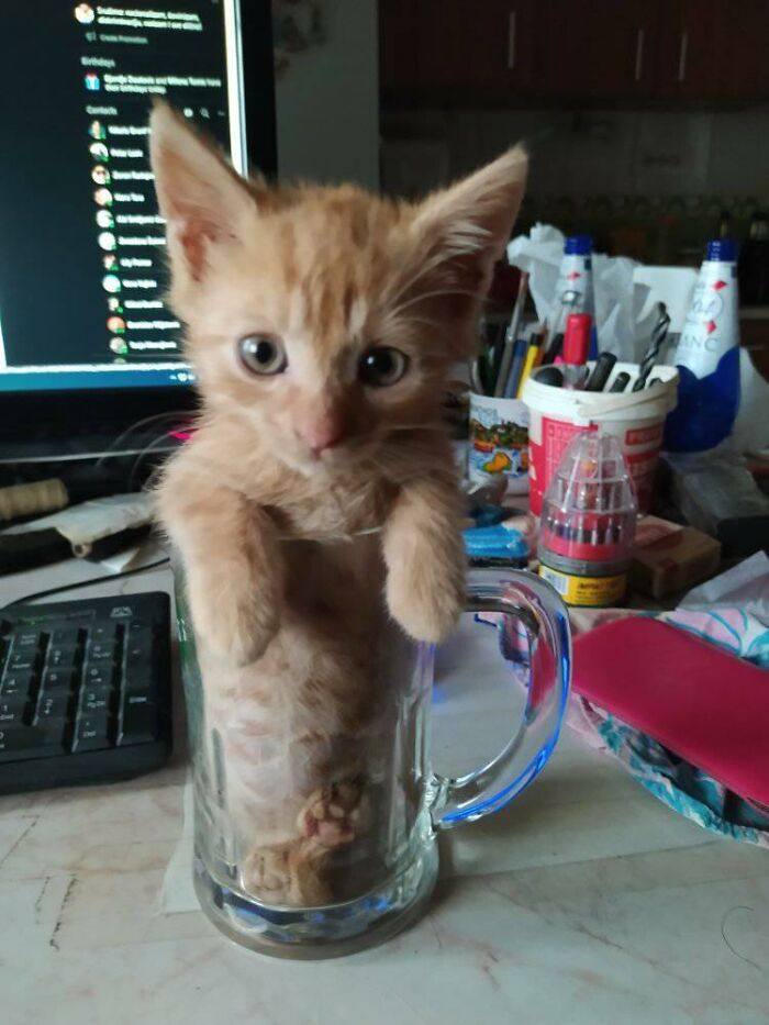 Baby Ginger Ale: Tiny and Totally Adorable