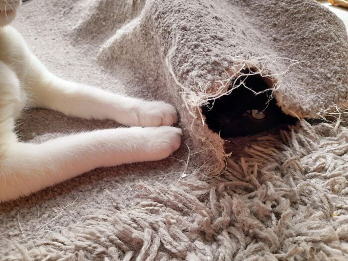 Marley (Void) and His Therapy Rug Love Affair