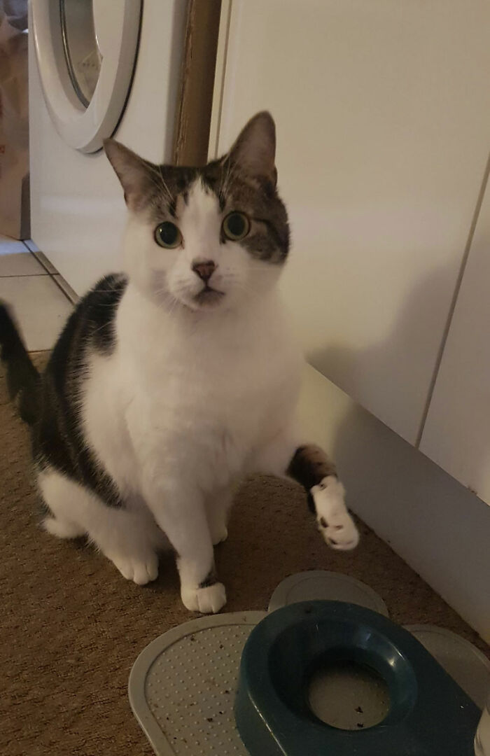 Say Hi to My Julius!