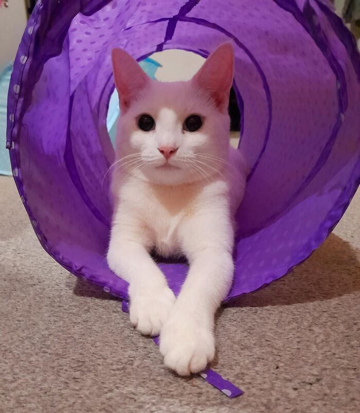 Marie (Albino): Snow White of the Pet World