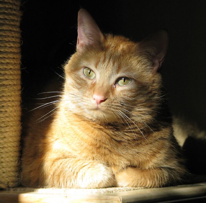 Whisky: The Golden Girl Extraordinaire