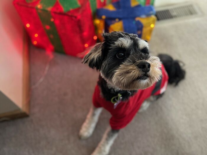 Sir Eyebrows (Dickens): Master of Expressions