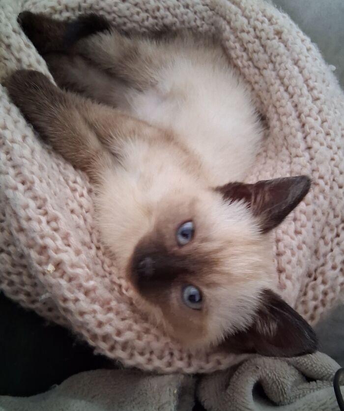 Artemis: Cool Cat on the Block