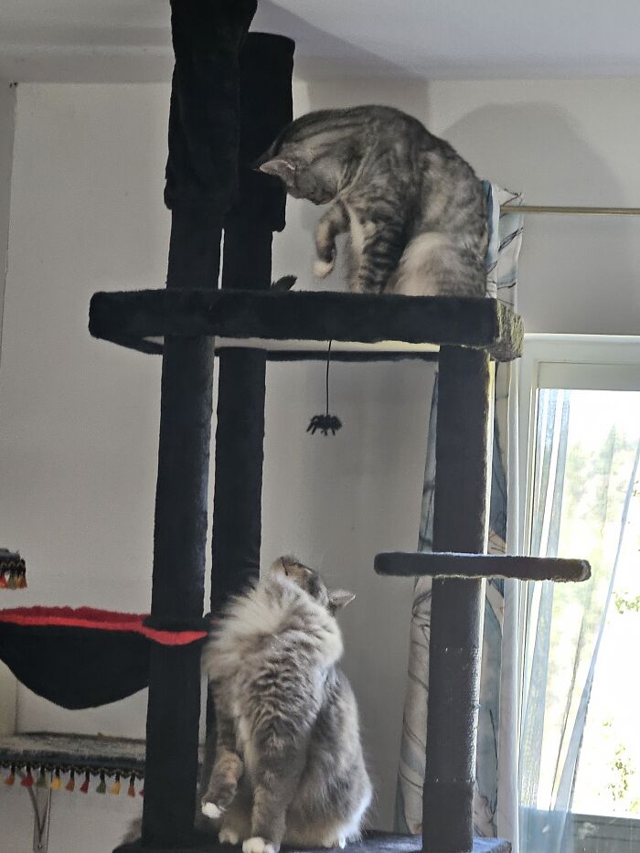 Jasper and Mr. Finnegan: Dynamic Duo