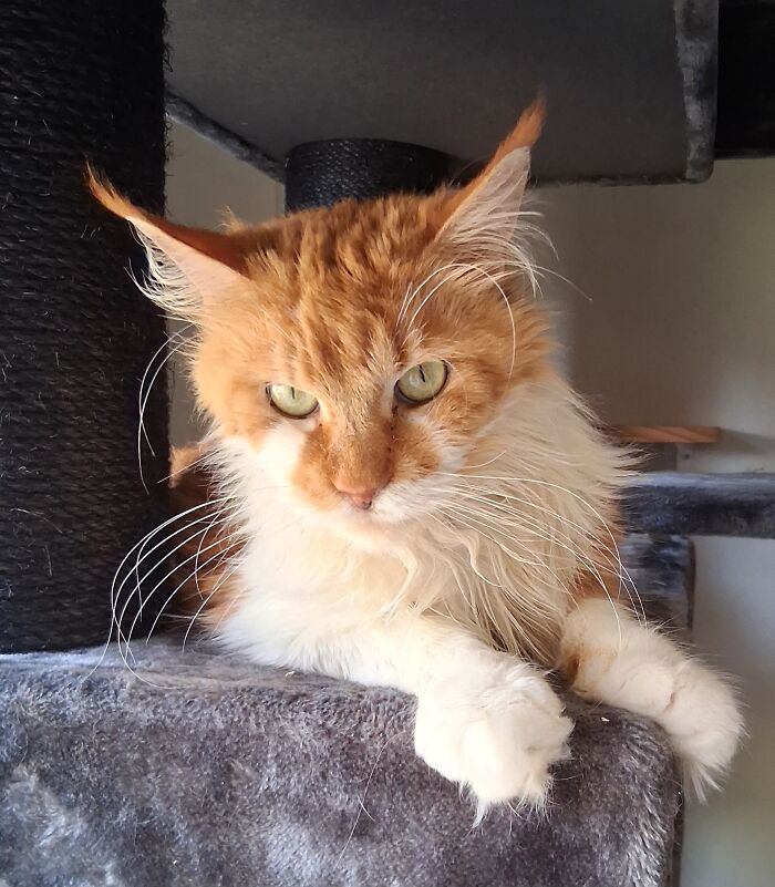 Pépite: Little Nugget of Love