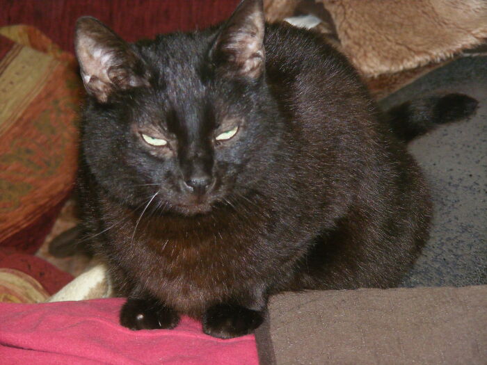 My Void Baghira: Mysterious and Magical