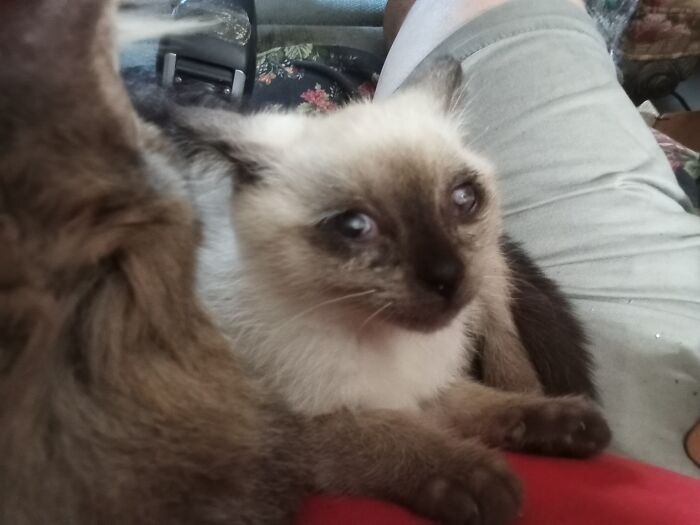 Little Willy: Brave Buddy with a Big Heart