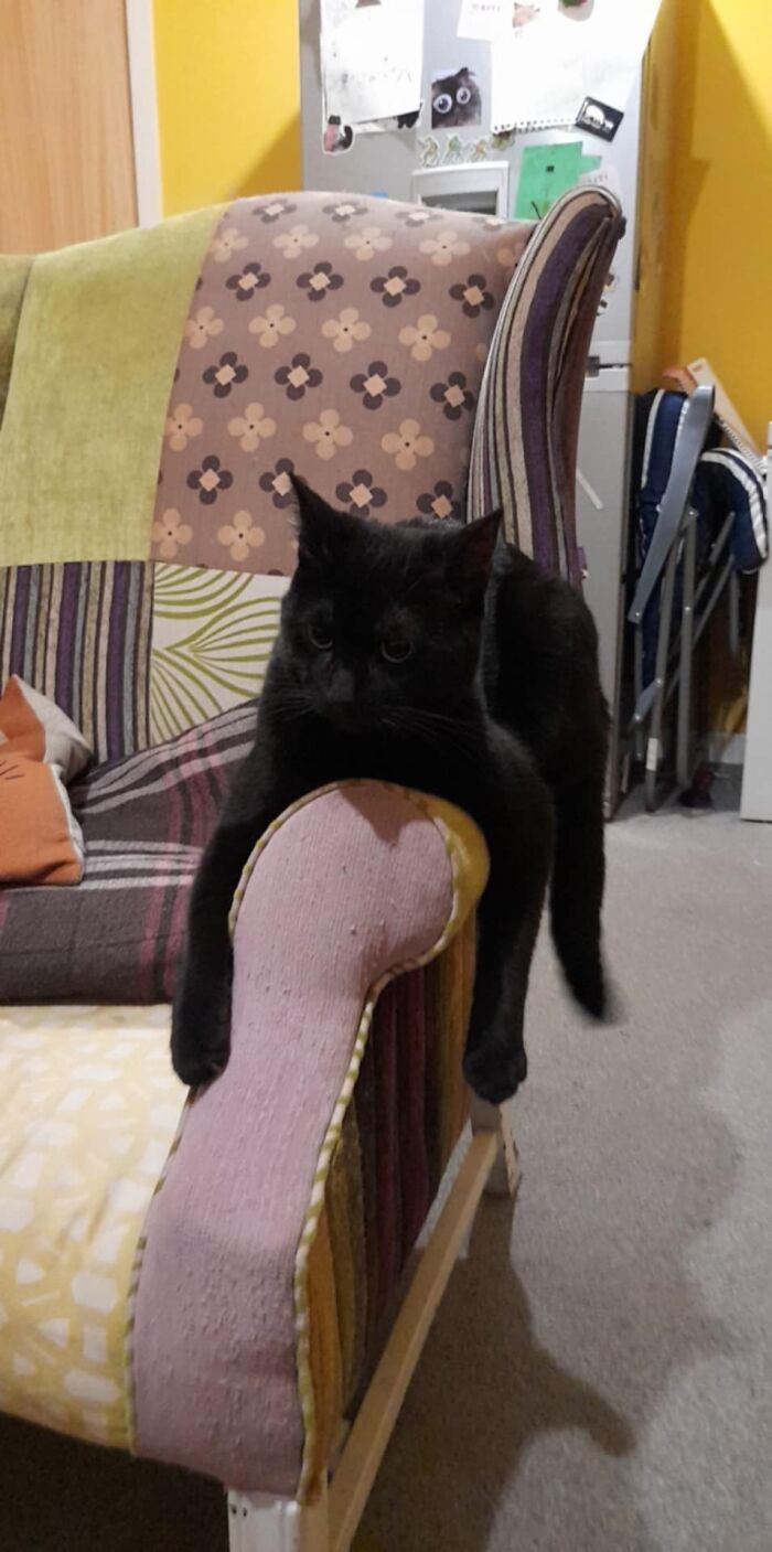 Marley, 3 Years Young and Dangling Expert